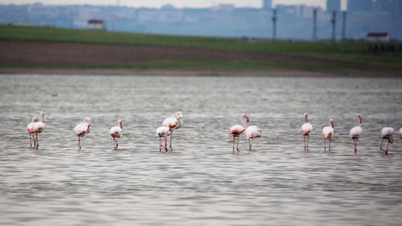 ankara-gölbaşı-sularında-flamingolardan-görsel-şölen-1.jpg