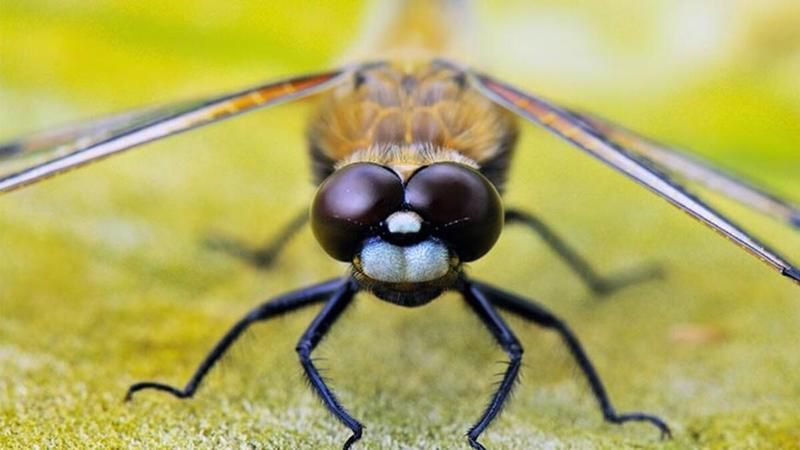 Sinek Öldürmenin Günahı Var Mıdır? Sivrisineği Öldürmek Günah Mı
