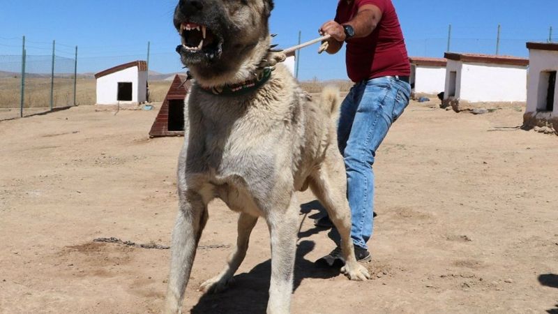 Kangal mı Kurt mu Daha Güçlü? Dünyanın En Güçlü Köpeği Kangal Mı? 2