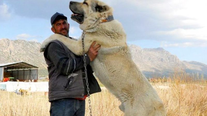 Kangal mı Kurt mu Daha Güçlü? Dünyanın En Güçlü Köpeği Kangal Mı? 4