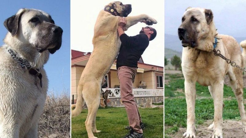 Kangal mı Kurt mu Daha Güçlü? Dünyanın En Güçlü Köpeği Kangal Mı? 3