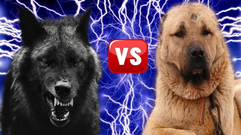 Kangal mı Kurt mu Daha Güçlü? Dünyanın En Güçlü Köpeği Kangal Mı? 1