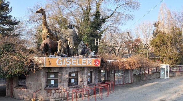 Ankara Hayvanat Bahçesi Nerede Bulunuyor? Aslanlar, kaplanlar, ayılar, zürafalar, maymunlar... Gez Gez Bitmiyor! Ankara Hayvanat Bahçesine Nasıl Gidilir? 4