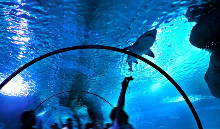 Ankara Aqua Vega Akvaryum Nerede, Nasıl Gidilir? Giriş Ücreti Mi? 8