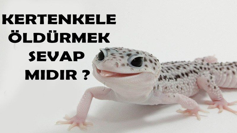 Kertenkele Öldürmek Sevap Mıdır? Kertenkele İnsana Zarar Verir Mi? 2