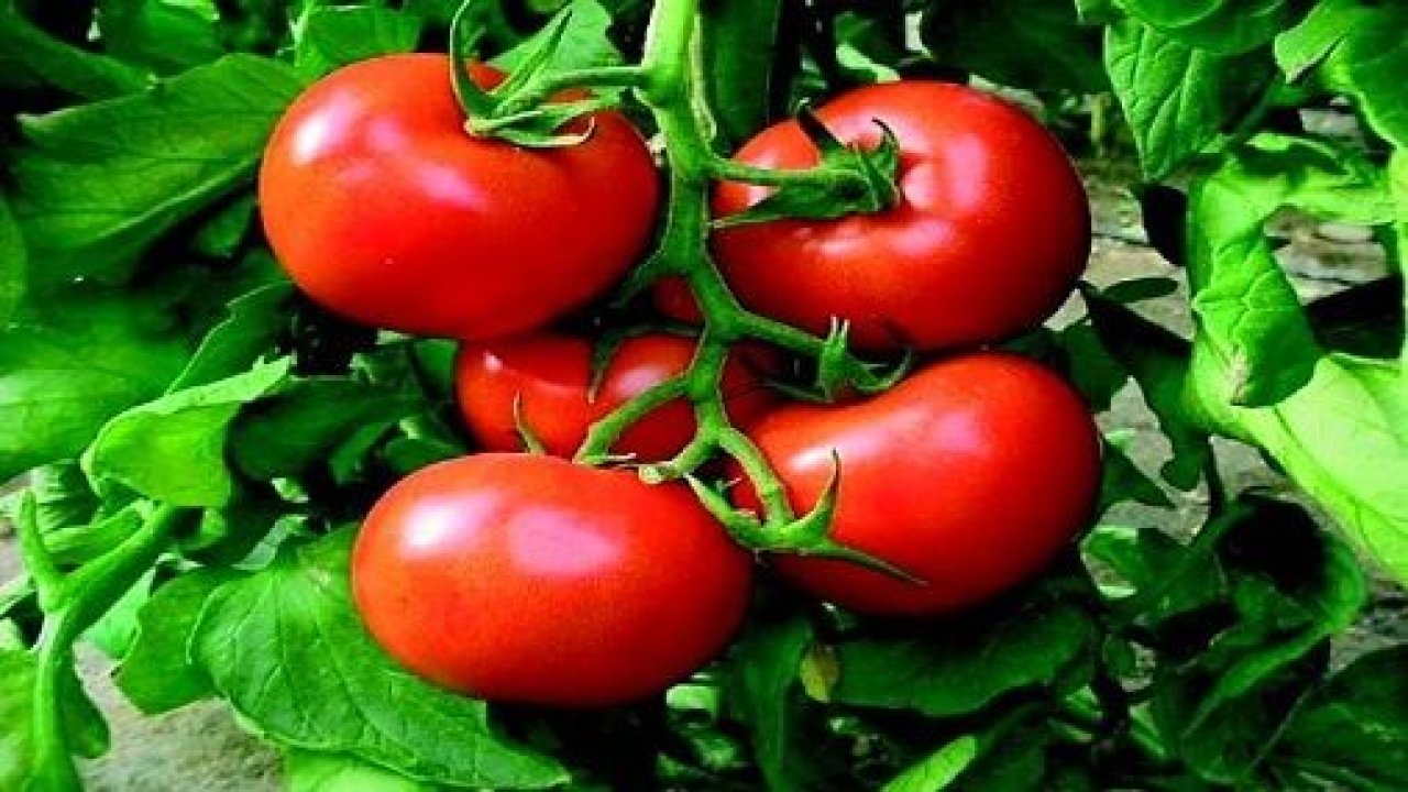 Ayaş Köy Pazarı Hangi Günler Kuruluyor? Ayaş Domatesi Ne Zaman Olur, Ne Zaman Çıkar? Ankara Ayaş Domatesinin Özelliği Nedir, Nereden Alınır?