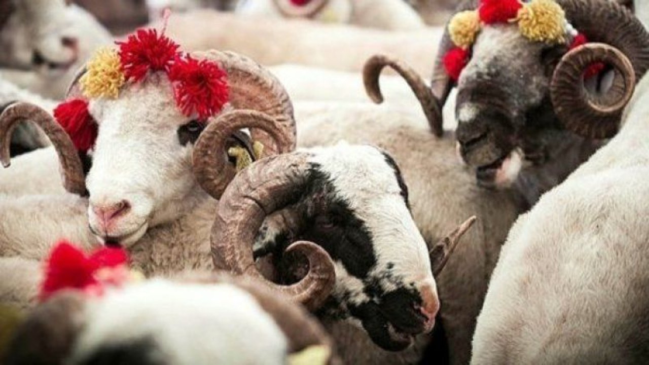 Ankara Kurban Satış Ve Kesim Yerleri! Etimesgut, Çankaya, Keçiören, Yenimahalle, Sincan Kesim Yerleri! Ankara’da Kurban Alınacak Ve Kesilecek Yerlerin Tam Listesi!