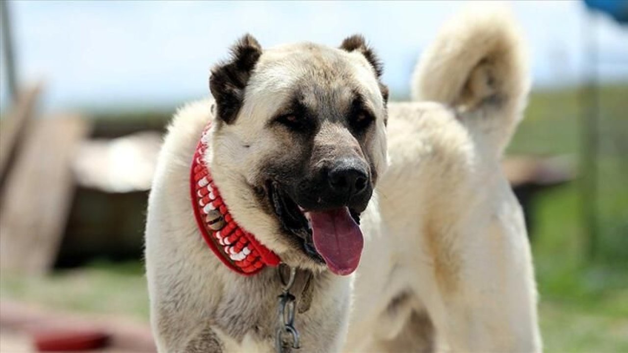 Kangal mı Kurt mu Daha Güçlü? Dünyanın En Güçlü Köpeği Kangal Mı?