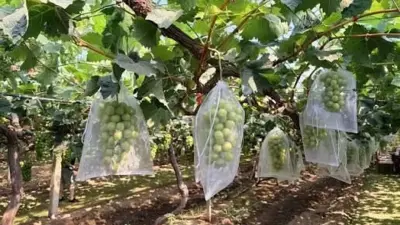 Çalkebir Üzüm Üreticileri Yüksek Maliyetler ve Düşük Fiyatlarla Mücadele Ediyor