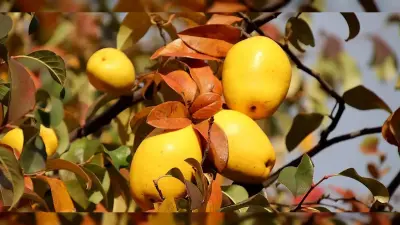 Ayva Kabuğu Nasıl Değerlendirilir? Çay ve Saklama Yolları