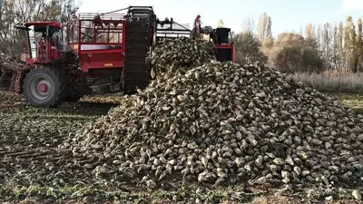 Şeker Pancarı Alım Fiyatı Yeni Dönem İçin Açıklandı